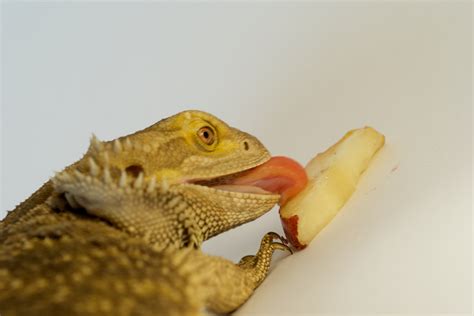 File:Bearded dragon eating pear.jpg