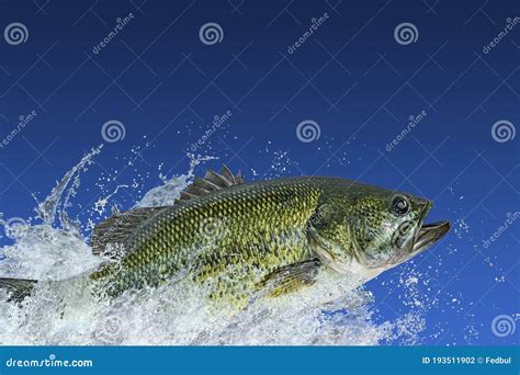 Pesca De Bajura Pez Perca De Granuja Saltando Con Salpicadura En Agua