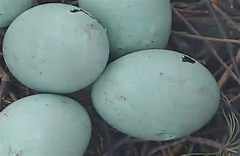 Pips In Great Blue Heron Eggs Flickr Photo Sharing