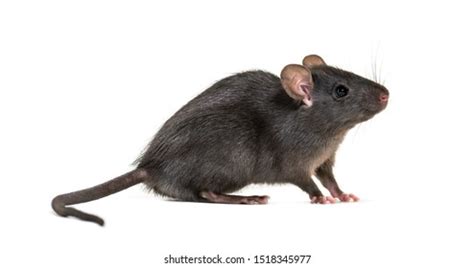 Black Rat Rattus Rattus Front White Stock Photo 1518345977 | Shutterstock