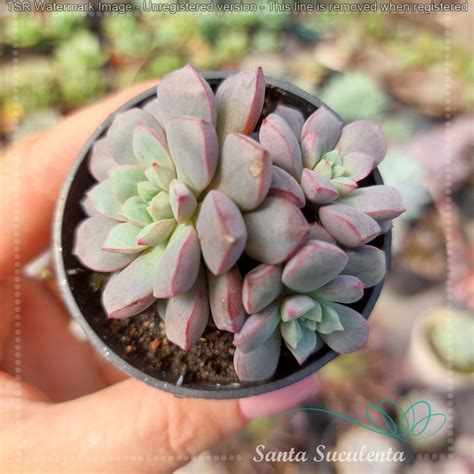 Echeveria Subcorymbosa Pt Cm Santa Suculenta