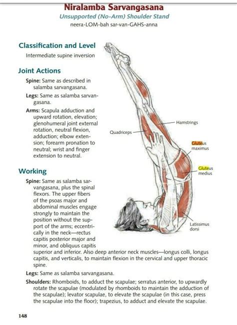 Stretch glute (gluteus maximus) | Yoga anatomy, Yoga muscles, Easy yoga workouts