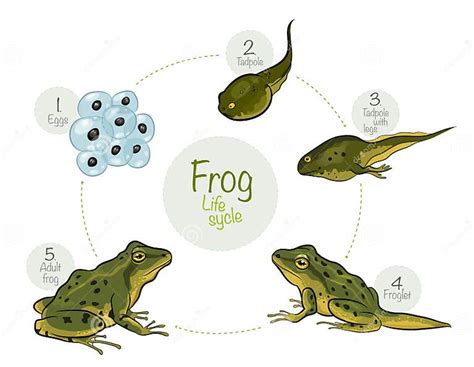 Life Cycle Of A Frog Stock Vector Illustration Of Organism 65478880