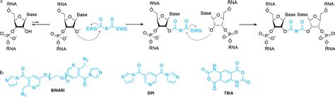 Chemical Rna Cross Linking Mechanisms Computational Analysis And