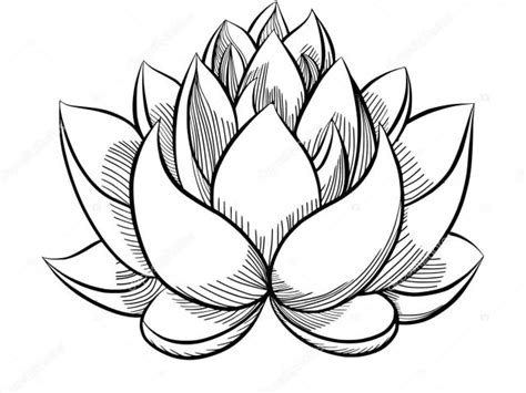 Realistic Step By Step Lotus Flower Drawing