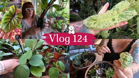 VLOG 124UN GROS COLIS D UNE ABONNEE Mes Boutures De Succulentes En