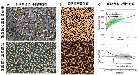 华东师大科学家证明物理学相分离是斑块生态系统弹性新理论的基础 华东师范大学