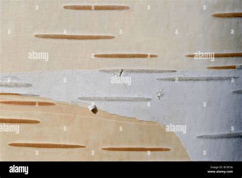 Bark Of White Himalayan Birch Betula Utilis Stock Photo Alamy