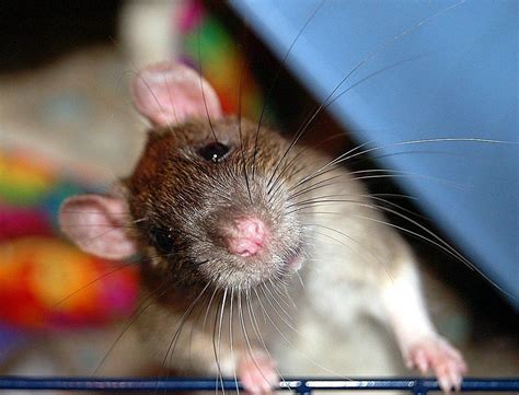 Домашняя крыса | Cute rats, Pet rats, Cute animals