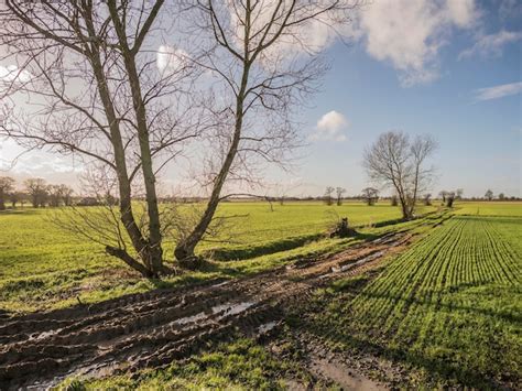 Premium Photo Bare Trees On Grassy Field Against Sky