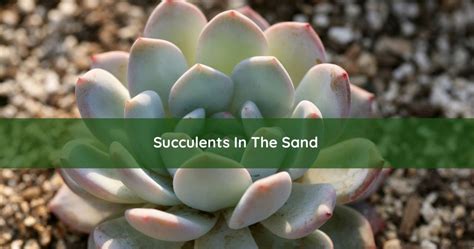 How To Grow A Succulent From A Leaf Anybody Can Do It