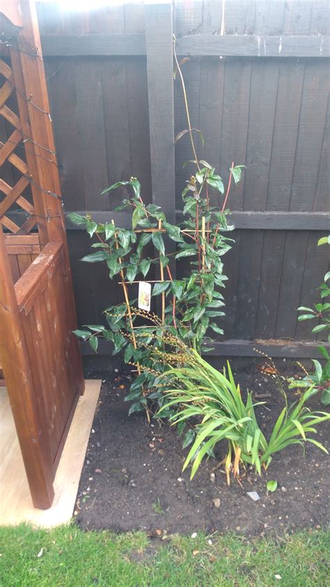 Honeysuckle Training / Pruning — BBC Gardeners' World Magazine