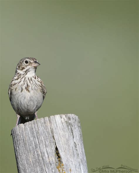 Adult Vesper Sparrow In A Mountain Canyon On The Wing Photography