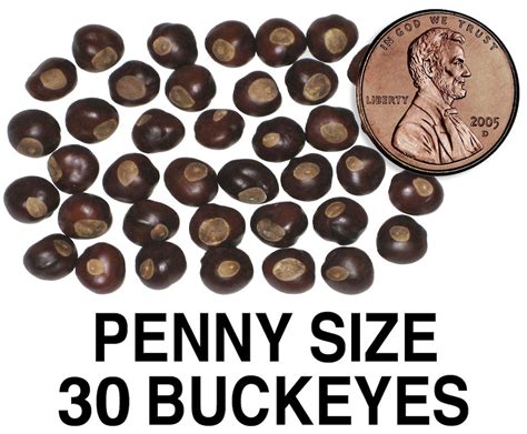 30 Penny Size Buckeye Nuts Etsy