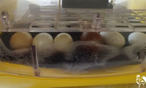 Brinseas Egg Incubators How To Setup For A Successful Hatch