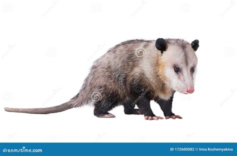 Male Virginia Opossum Didelphis Virginiana Or Common Opossum Isolated