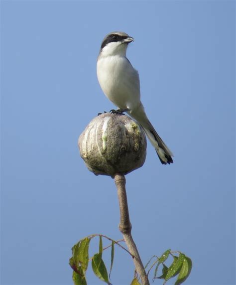 shrike naturecoastercom