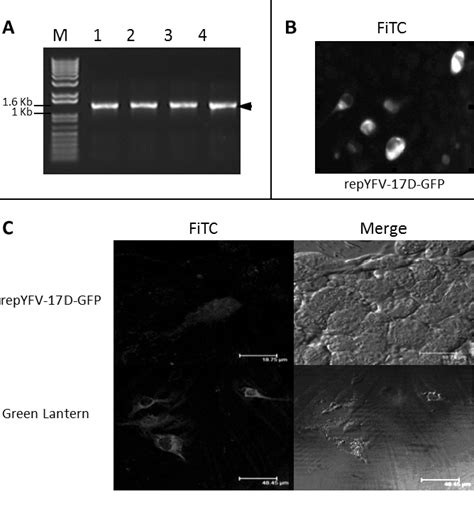 Characterization Of The Subgenomic Replicon Repyfv Dgfp A