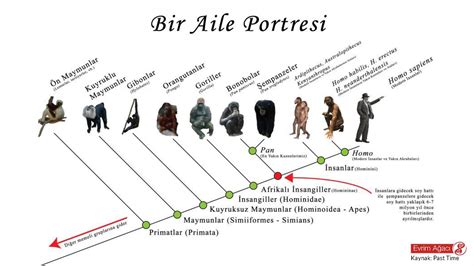 İnsansıların Evrimi Hominoidea Hominidae Homininae Hominini