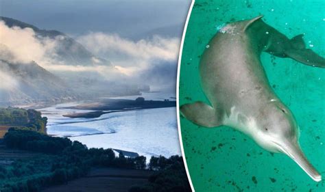 Has the Yangtze river dolphin returned from oblivion? | Nature | News ...