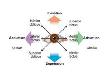 The Six Cardinal Fields Of Gaze Perrla Eyes