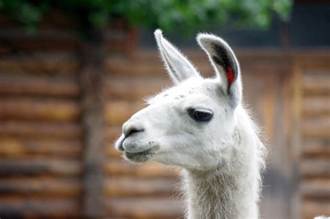 Free Images Zoo Fauna Llama Alpaca Lama Vertebrate Camel Like