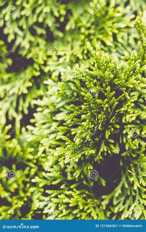 Close Up Of A Branch Of Thuja Tree Nature Background Stock Image