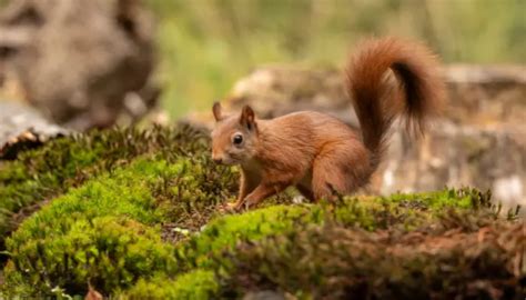 Will Squirrels Eat Safflower Seeds?