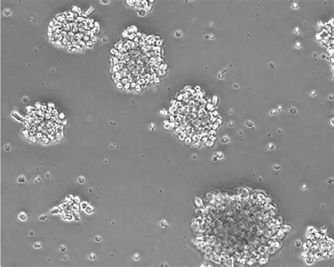 Nk 92mi Nk92mi 细胞株宁波明舟生物科技有限公司，细胞，菌株 ，atcc，保藏中心