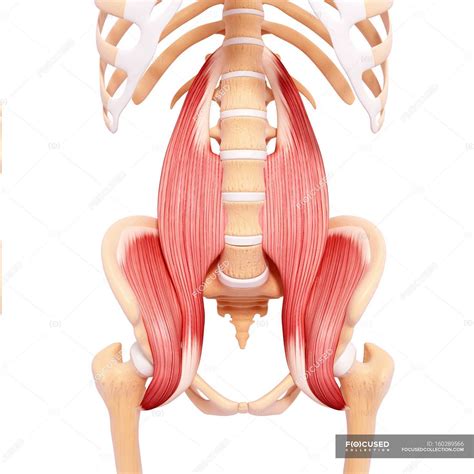 Detail Anatomie Skelett Mit Muskeln Koleksi Nomer 21