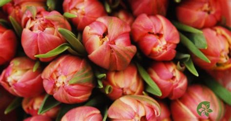 What Tulips Represent Meaning Symbolism And Colors