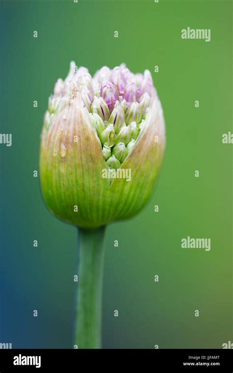 Allium Bud Close Up Hi Res Stock Photography And Images Alamy