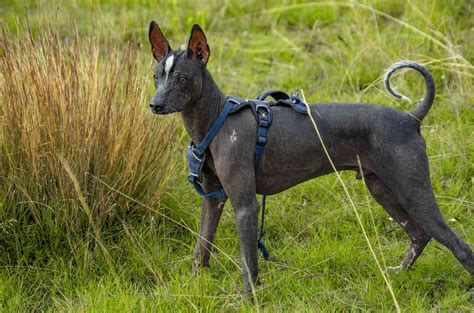 Peruvian Inca Orchid: Dog Breed Characteristics & Care