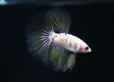 Light Yellow Marble Halfmoon Betta Released