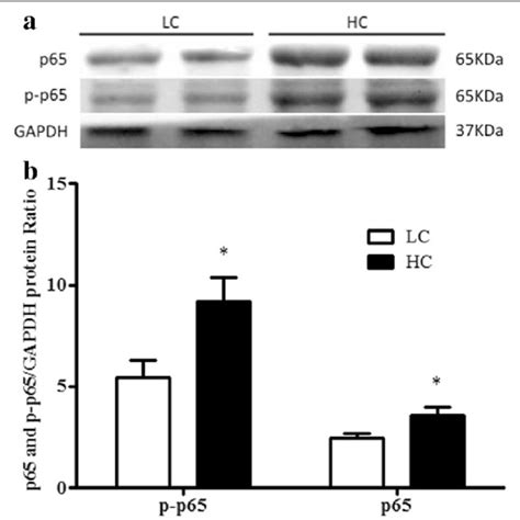 A The Western Blotting Assay Of Nf κb P65 And Phosphorylated P65