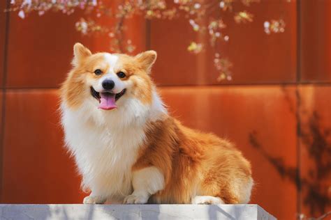 [100+] Corgi Wallpapers | Wallpapers.com