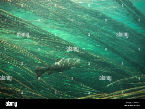 Salmo Trutta Fario Fotograf As E Im Genes De Alta Resoluci N Alamy