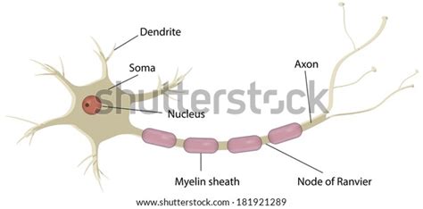 Nerve Cell Neuron Labeled Diagram Stock Illustration 181921289