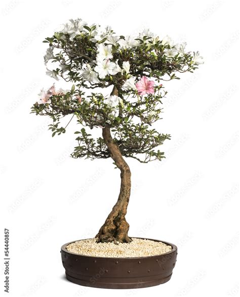 Azalea bonsai tree, Rhododendron, isolated on white Stock Photo | Adobe ...