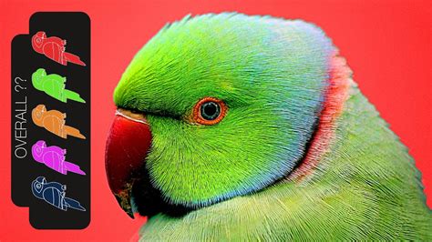 Indian Ringneck Parakeet The Best Pet Parrot Youtube