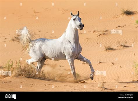 Arabian Horses Running In The Desert