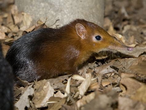 Elephant Shrew Born | Smithsonian Institution