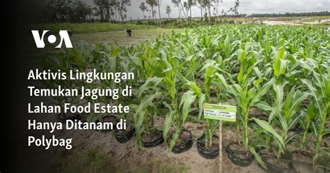 Aktivis Lingkungan Temukan Jagung Di Lahan Food Estate Hanya Ditanam Di