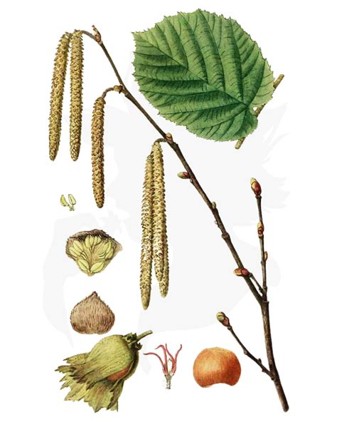 Hazel A Foraging Guide To Its Food Medicine And Other Uses