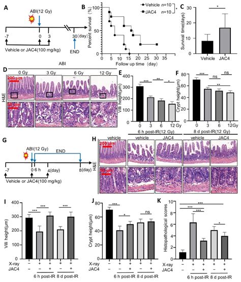 Antioxidants Free Full Text JAC4 Protects From X Ray Radiation