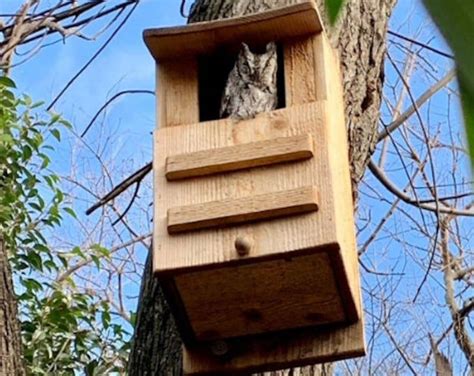 Kingwood Original Cedar Owl House Box Screech Owl Box Large Etsy