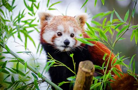 Red Panda Description Habitat Image Diet And Interesting Facts