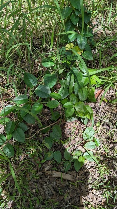 Dicots From Mount Mellum QLD 4550 Australia On February 23 2024 By