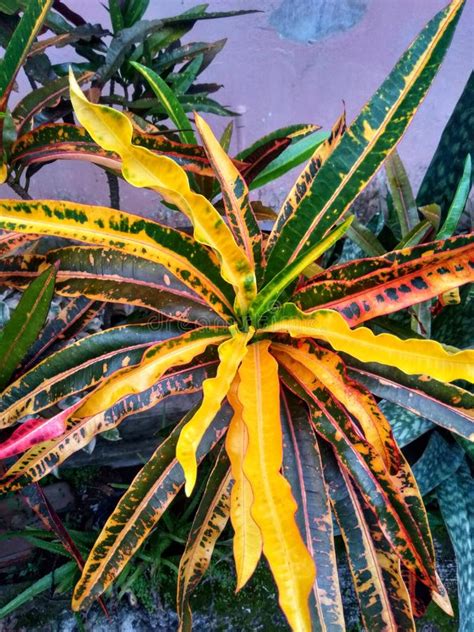 Codiaeum Variegatum Es Una Planta Ornamental Popular En Forma De