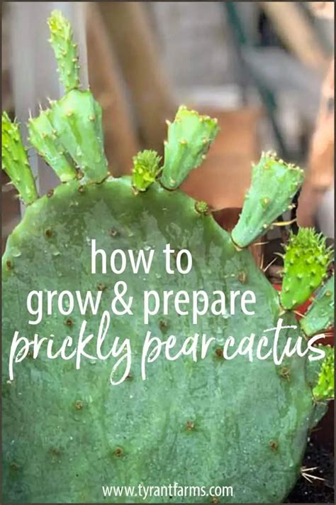 How To Grow Prickly Pear Cacti And Use Them In Your Kitchen Artofit